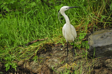 Silkehejre (Egretta garzetta)