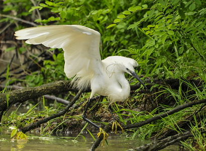 Silkehejre (Egretta garzetta)