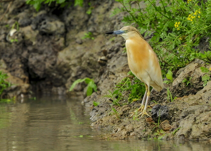 Tophejre (Ardeola ralloides)