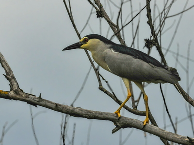 Nathejre (Nycticorax nycticorax)