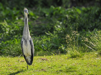  Fiskehejre (Ardea cinerea)