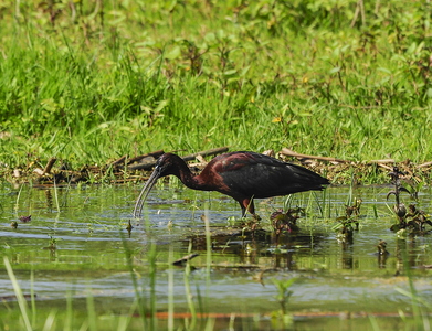Sort Ibis (Plegadis falcinellus)
