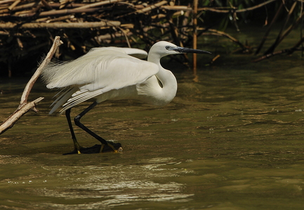 Silkehejre (Egretta garzetta)