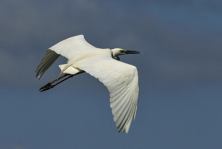  Sølvhejre (Ardea alba)