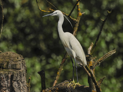 Silkehejre (Egretta garzetta)