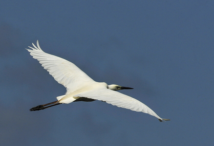  Sølvhejre (Ardea alba)