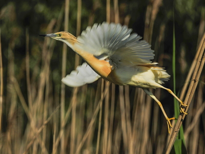 Tophejre (Ardeola ralloides)