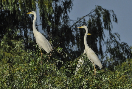 Sølvhejre (Ardea alba)