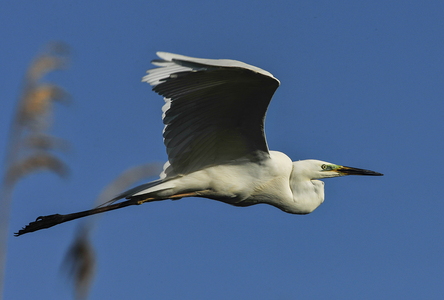Sølvhejre (Ardea alba)