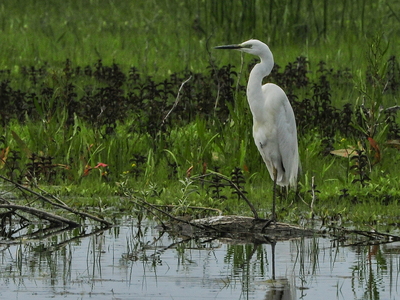  Sølvhejre (Ardea alba)
