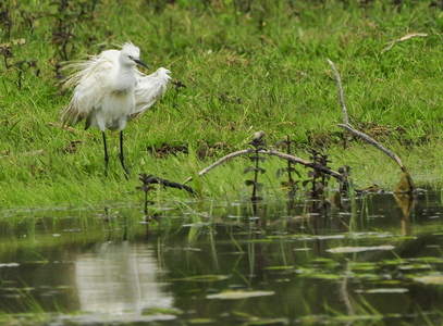 Silkehejre (Egretta garzetta)