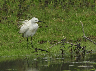 Silkehejre (Egretta garzetta)