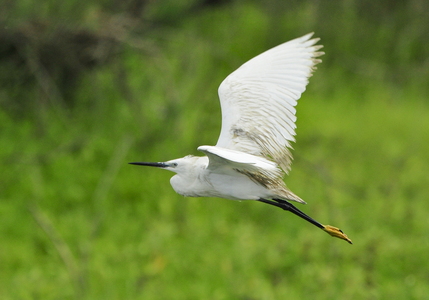 Silkehejre (Egretta garzetta)
