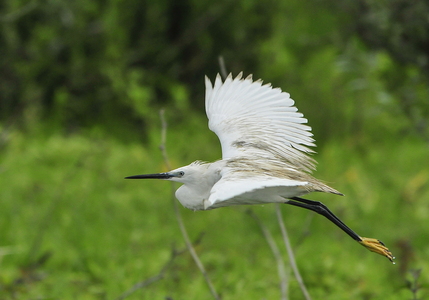 Silkehejre (Egretta garzetta)