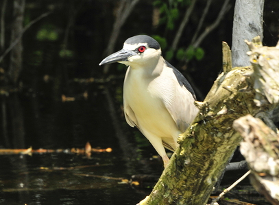 Nathejre (Nycticorax nycticorax)