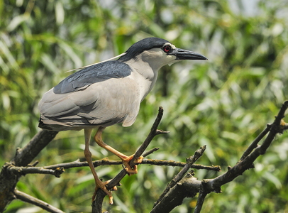 Nathejre (Nycticorax nycticorax)