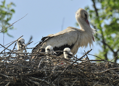 Hvid Stork (Ciconia ciconia)