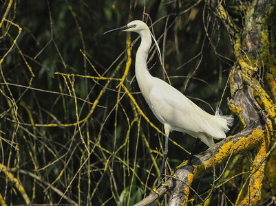 Silkehejre (Egretta garzetta)