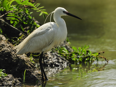 Silkehejre (Egretta garzetta)