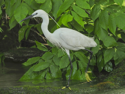 Silkehejre (Egretta garzetta)