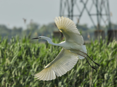 Sølvhejre (Ardea alba)