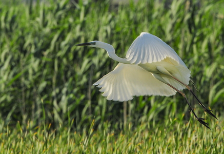 Sølvhejre (Ardea alba)