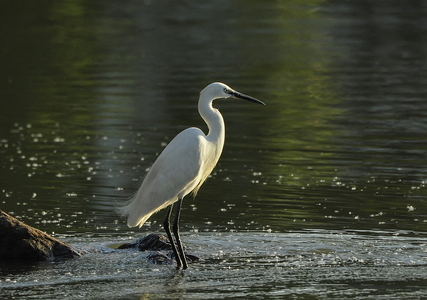 Silkehejre (Egretta garzetta)