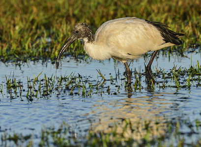 Hellig Ibis (Threskiornis aethiopicus)