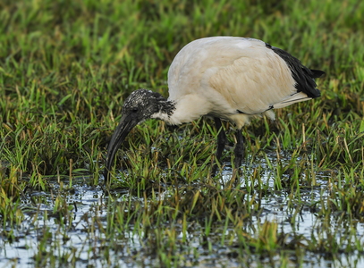  Hellig ibis (Threskiornis aethiopicus)