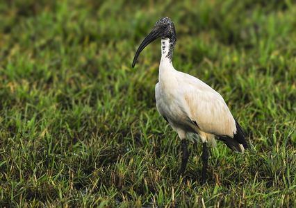  Hellig ibis (Threskiornis aethiopicus)