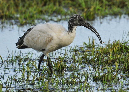  Hellig ibis (Threskiornis aethiopicus)