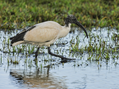  Hellig ibis (Threskiornis aethiopicus)