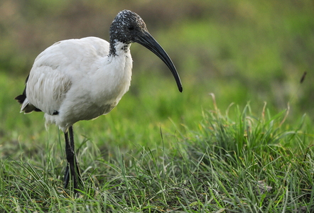Hellig Ibis (Threskiornis aethiopicus)