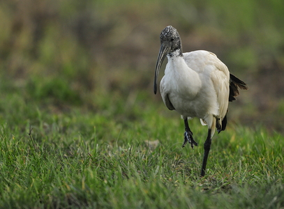 Hellig Ibis (Threskiornis aethiopicus)