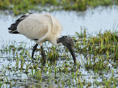 Hellig Ibis (Threskiornis aethiopicus)