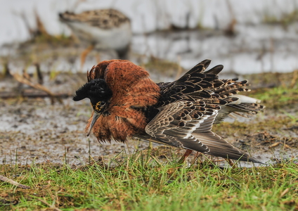  Brushane (Philomachus pugnax)