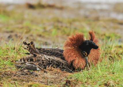  Brushane (Philomachus pugnax)
