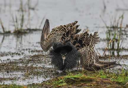  Brushane (Philomachus pugnax)
