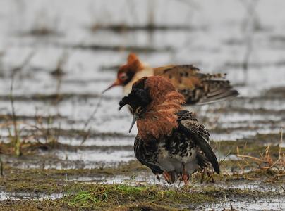  Brushane (Philomachus pugnax)