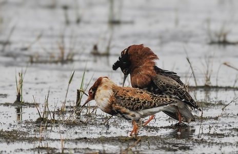 Brushane (Philomachus pugnax)