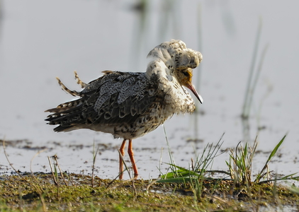  Brushane (Philomachus pugnax)