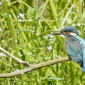  Isfugl (Alcedo atthis)