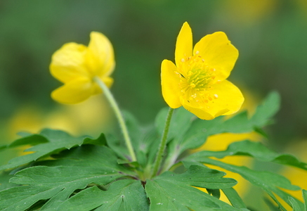 Gul anemone