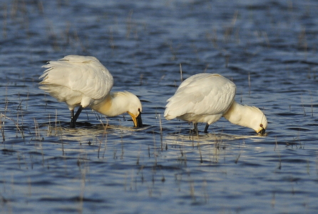 Skestork (Platalea leucorodia)