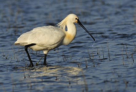 Skestork (Platalea leucorodia)