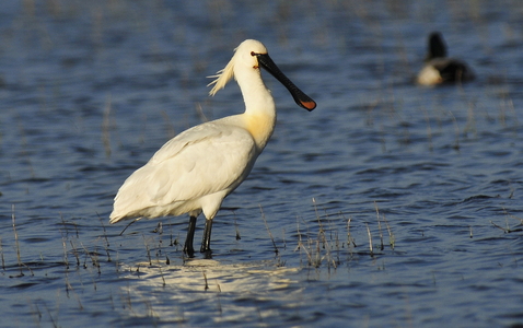 Skestork (Platalea leucorodia)