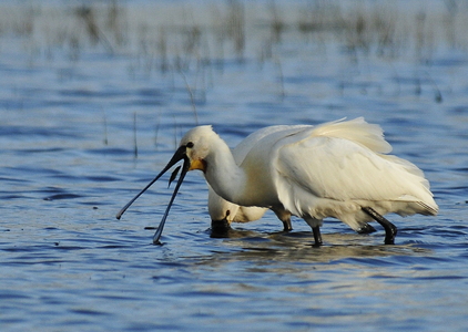 Skestork (Platalea leucorodia)