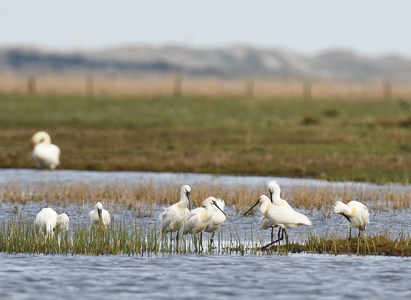 Skestork (Platalea leucorodia)