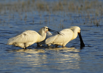 Skestork (Platalea leucorodia)