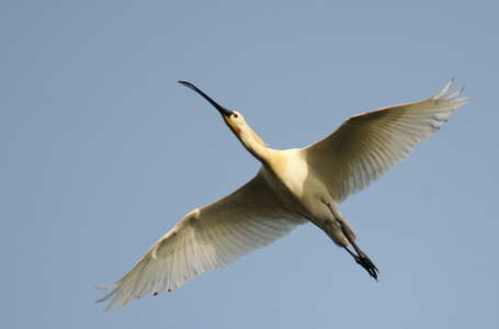 Skestork (Platalea leucorodia)